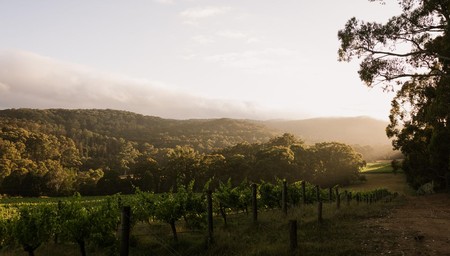 Vineyard Tour & Tasting