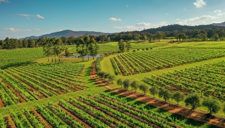 Icons of the Hunter Valley