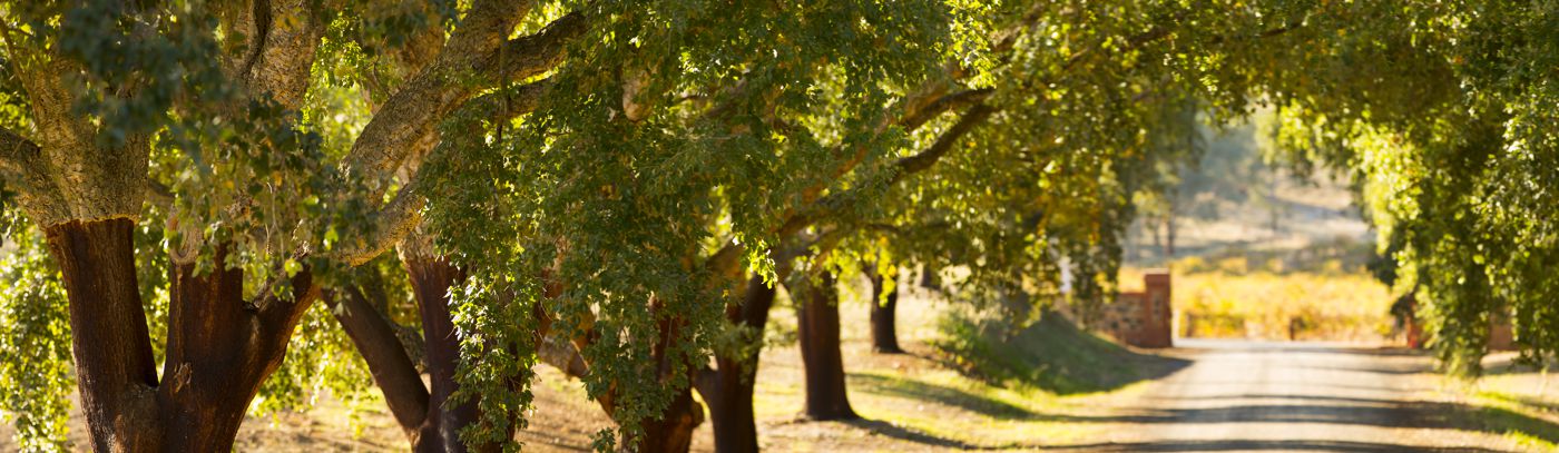 Dine in the vines at St Hugo