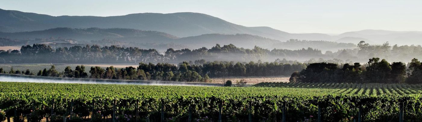 Tour the Barossa with Tours by Marquee